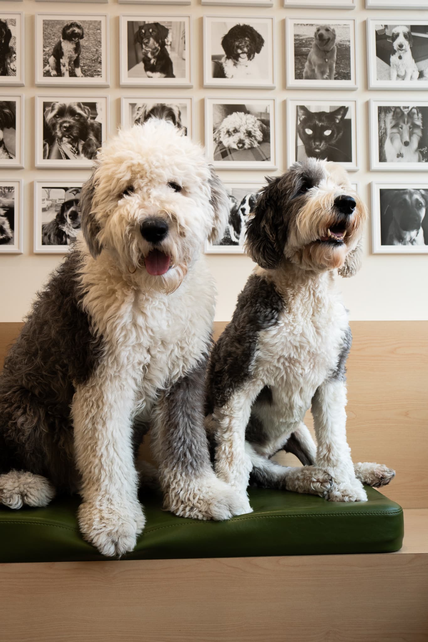 Two dogs sitting in front of the Upper Village patient photo wall