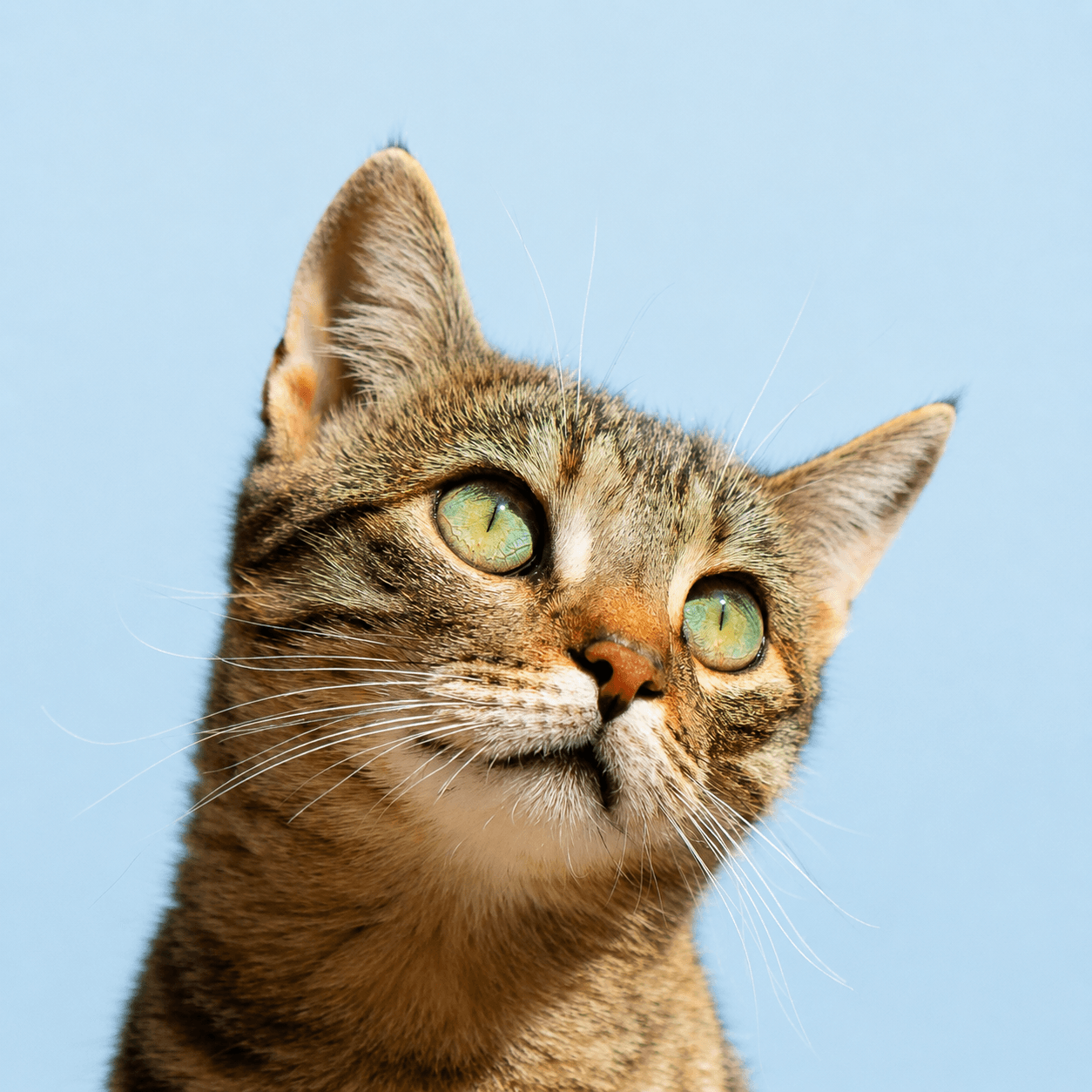 Close-up portrait of a tabby cat against a light blue background