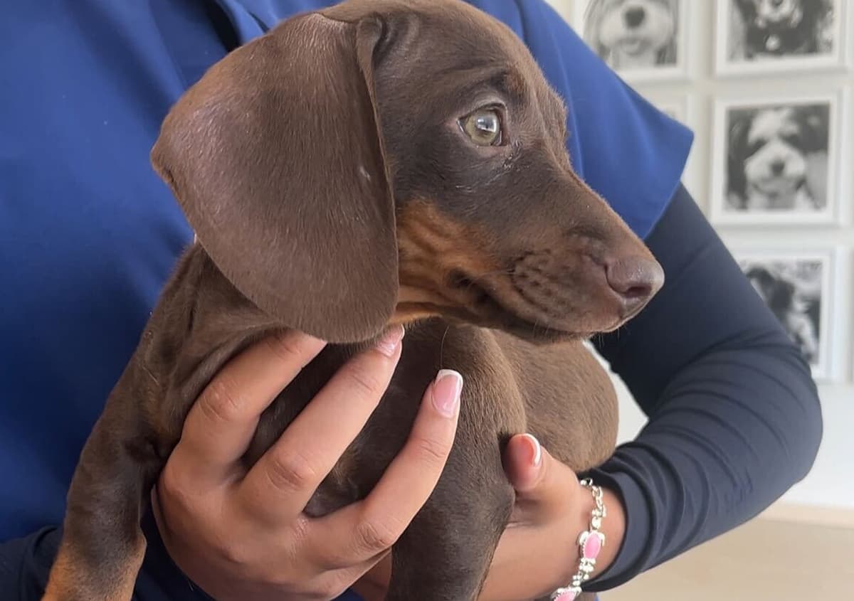 Close-up of a dachshund puppy being gently held at a veterinary clinic, symbolizing pet care and vaccination schedules in Toronto