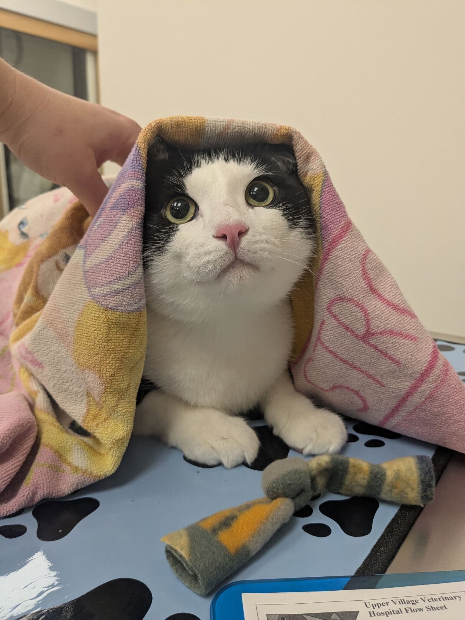 Cat wrapped in a towel during gentle veterinary care