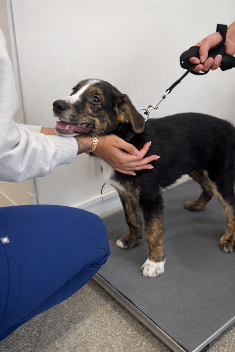 Dog receiving care during an appointment at Upper Village Veterinary Hospital