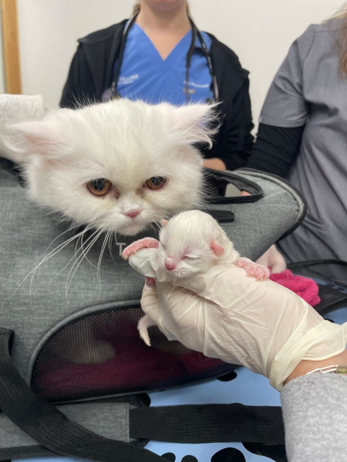 Cat with newborn kitten during a veterinary visit
