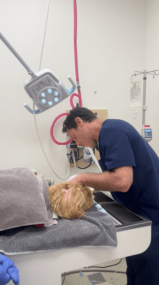 Dr. Steven Davidson providing dental care for a patient